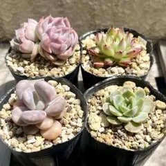 メルカリ便）人気生産家さん♪抜き苗セット① ※ちょい訳あり - メルカリ