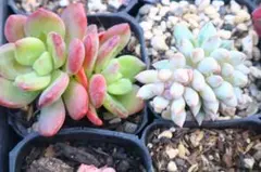 真*実様 多肉植物2品種セット「愛美人&モンロー×スウィートキャンディ」