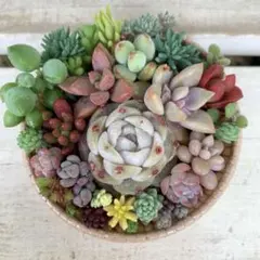 多肉植物詰め合わせ 寄せ植えそのまま飾れる カールカップ セダム《No.a54》