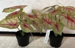 Item thumbnail for item 7f7dc2ab-3a42-45ec-86bb-0dee2c1e9906