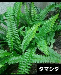 2026年最新】シダ植物の人気アイテム - メルカリ