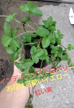 ★断捨離中✩ ★⭐︎レア⭐︎ピンク花　桜色　いちご苗　2苗　メルカリ便 ☆断捨離中✩ 様専用レア⭐︎ピンク花 桜色 いちご