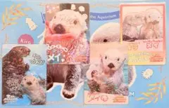き*☆様 鳥羽水族館コレクションカード第2弾 メイ ニコイチカード
