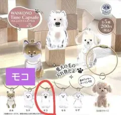 わんこのタイムカプセル モコ