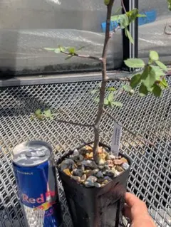 コミフォラ ミルラ 灌木 塊根植物 ブルセラコーデックス多肉植物 コミフォラ ミルラ 灌木 塊根植物 ブルセラコーデックス多肉植物