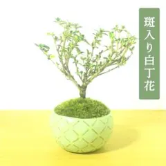 ニレケヤキ盆栽】樹齢約10年｜丸い樹形・新緑美｜小品盆栽・黒釉丸鉢