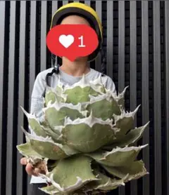 【超選抜】アガベ　USオテロイ　USA血統 チルプランツ検)オアハカ　現地球 超選抜】アガベ USオテロイ USA血統 チルプランツ検)オアハカ 現地球