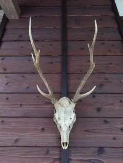 2025年最新】鹿の角 頭蓋骨の人気アイテム - メルカリ