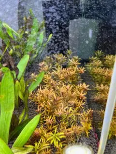 CAPOLAND様 リクエスト 2点 まとめ商品