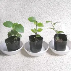 【現物】 おかわかめ（オカワカメ、アカザカズラ、雲南百薬）苗 3ポット (6)のサムネイル