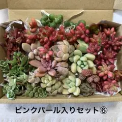 多肉植物　寄せ植えセット　韓国苗入り⑥
