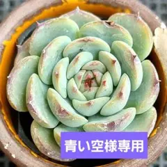 青い空様 リクエスト 2点 まとめ商品