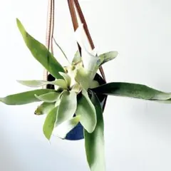 m31様 リクエスト 2点 まとめ商品