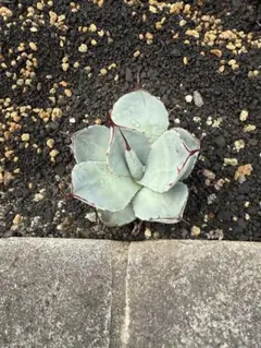 2025年最新】アガベ パリートランカータの人気アイテム - メルカリ