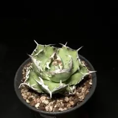 アガベ チタノタ　蟹カニ 小型 セメント鉢 アガベ チタノタ 螃蟹 / Agave titanota 'Crab' #1 | Ducks