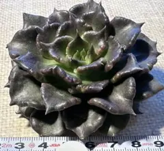 ち*り様 1502 新入荷　ブラックマディバ　多肉植物　エケベリア　撮影12月1