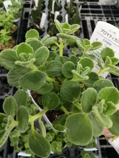 【速達込❣️】アロマティカス 1ポット抜き苗