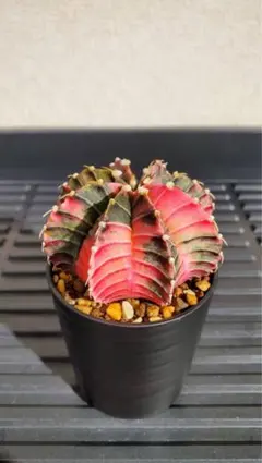 2026年最新】ギムノカリキウム 緋牡丹錦の人気アイテム - メルカリ