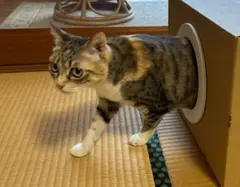 猫ハウス 段ボール フレーム 「猫の穴」（丸タイプ）のサムネイル