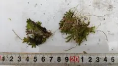 旧友会様 リクエスト 2点 まとめ商品