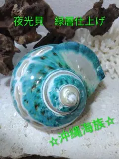 夜光貝 置物 (大) 真珠層仕上げ ☆沖縄海族☆ - メルカリ