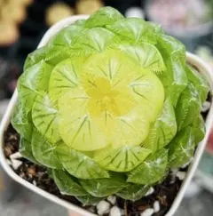 ぱん---断捨離中☆様 ご専用　速達　おまけ付き　值引158円　4点