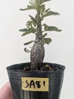 2025年最新】センナメリディオナリスの人気アイテム - メルカリ