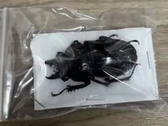 石垣 ヤエヤママルバネクワガタ ペア【標本】規制前野外品 - メルカリ