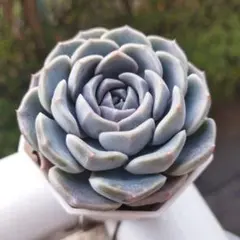 ゆっけ様 リクエスト 3点 まとめ商品