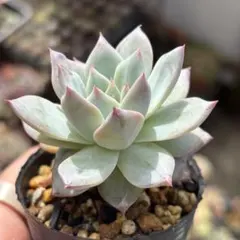 jun様 リクエスト 2点 まとめ商品