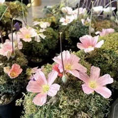 2026年最新】ムルチフィズムの人気アイテム - メルカリ