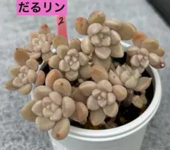 あぃ様 リクエスト 3点 まとめ商品