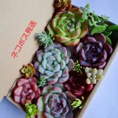 ②韓国苗　多肉植物詰め合わせセットカット苗。寄せ植えセット。多肉弁当　エケベリア