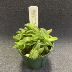 イタリア製 額装 インテリア 壁掛 エピデンドラム ラン科 ITALY オブジェ 2025年最新】エピデンドラムの人気アイテム - メルカリ