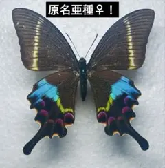 ザルモクシスオオアゲハ ♂標本 136mm中央アフリカ産アフリカ代表的