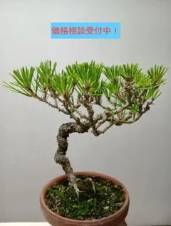 黒松 盆栽 鉢植えのサムネイル