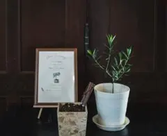 結婚証明書 ゲスト参加型 オリーブ植樹 ウェルカムスペース 結婚式 観葉植物