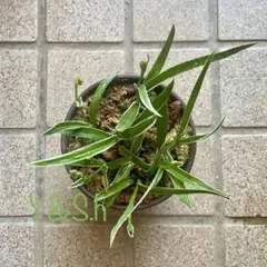 斑入り サギソウ 鉢植え 8本入り1鉢 26-f 宅急便発送のサムネイル