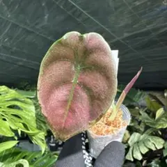 uqi✳︎様 リクエスト 2点 まとめ商品