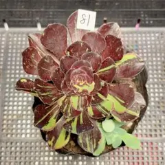 多肉植物 アエオニウム マダラシカ錦 特大木立ち 極美苗 - メルカリ