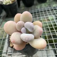 かおるん様 リクエスト 2点 まとめ商品