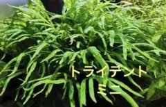 2026年最新】ミクロソリウムトライデントの人気アイテム - メルカリ