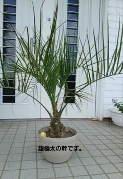 ココスヤシ 高さ鉢底から1m 5cm - メルカリ