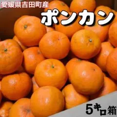 愛媛県産✩ポンカン✩ 5キロ箱