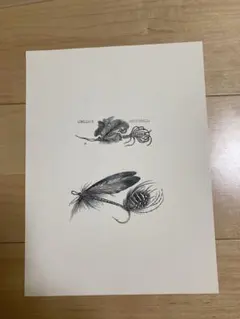 LIBELLULE ARTIFICIELLE 毛鉤　フライ　額絵　イラスト