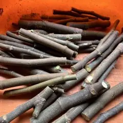 2025年最新】イチジク 苗 シャーアンバーの人気アイテム - メルカリ