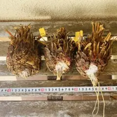 最高峰・最大株❣️ソテツ 子株 2XLサイズ（殺菌・1ヶ月乾燥済）【Z】 最高峰・最大株❣️ソテツ 子株 2XLサイズ（殺菌・1ヶ月乾燥済）【Z