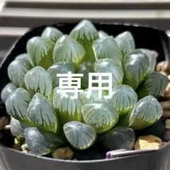 【専用】ハオルチア 紫オブツーサ OB-1