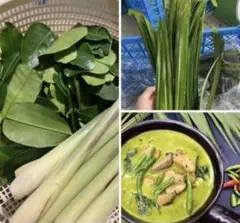 2026年最新】こぶみかんの人気アイテム - メルカリ