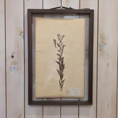 2026年最新】植物標本 アンティークの人気アイテム - メルカリ